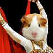 Dressed up guinea pigs